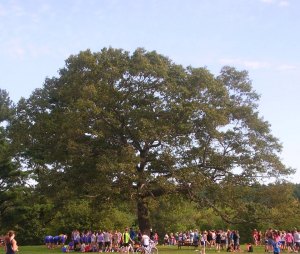 319853_464160860299866_1342470927_n